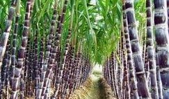 热点爆料甘蔗怎么做的视频,视频带你领略传统工艺魅力